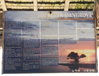 Mangroves are super trees!
