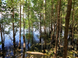 A spring was said to be present in this area of the mangrove park,