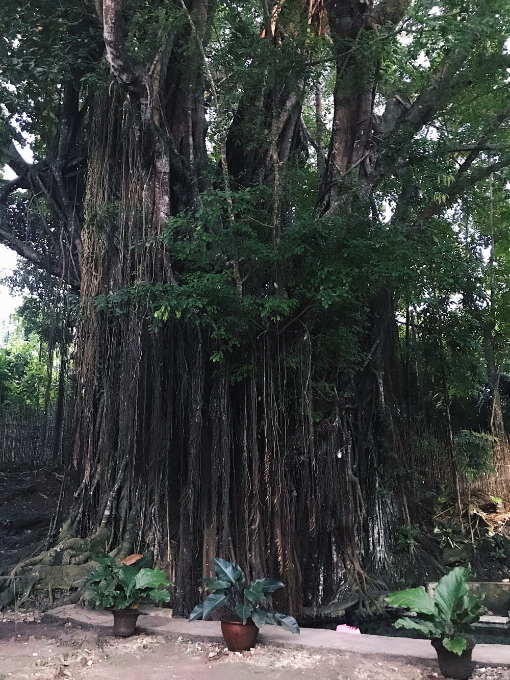 Siquijor's 400-year-old balete tree!