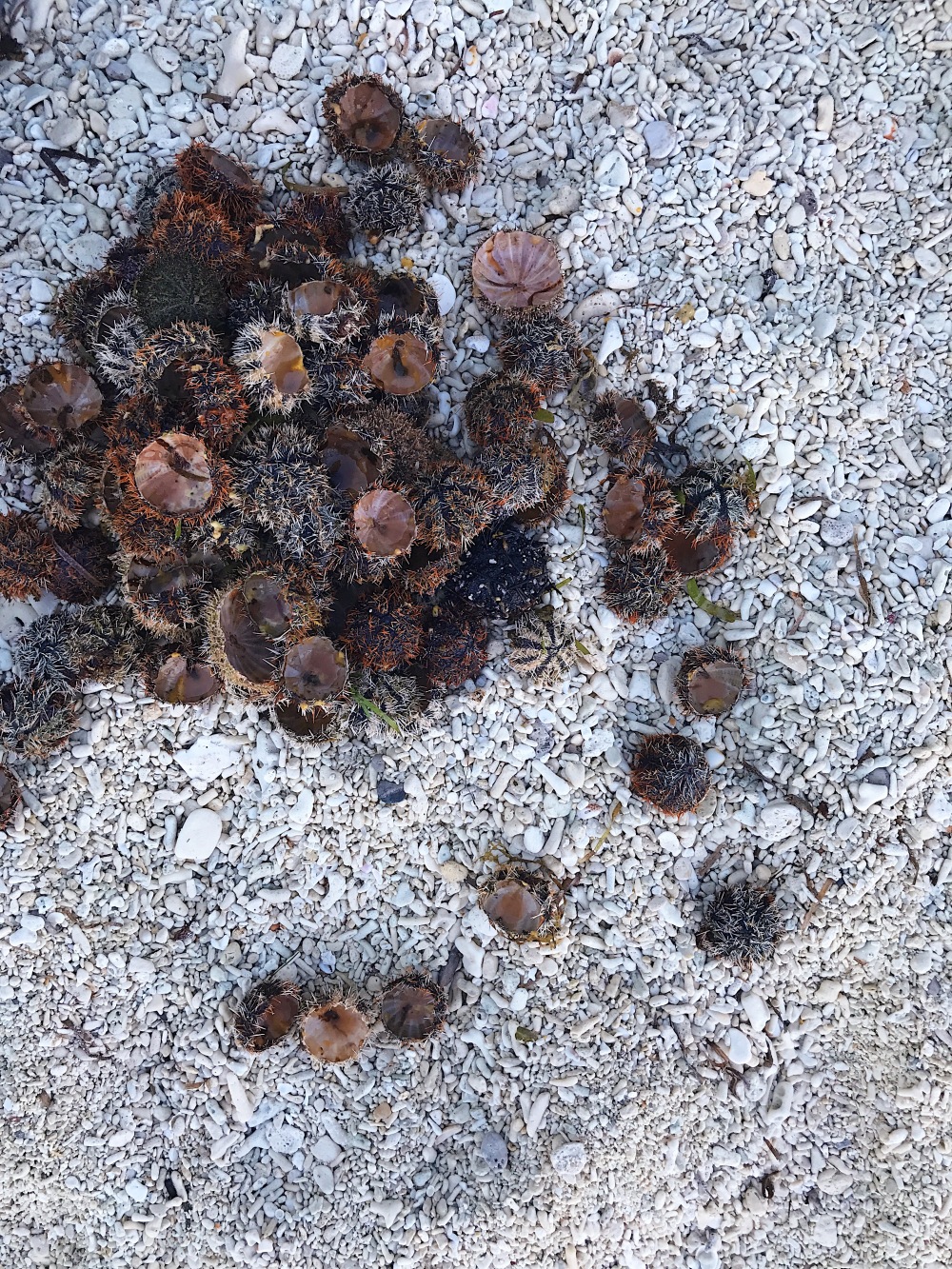 These are the remnants of the sea urchins after the Siquijidnons took out their flesh.